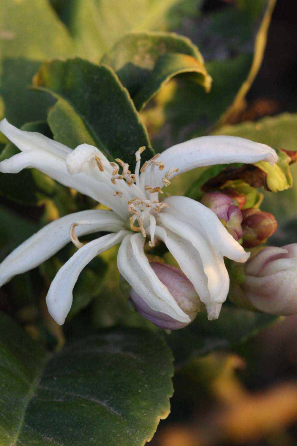              Flower (Riverside, CA)       